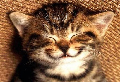 smiling-kitten.jpg